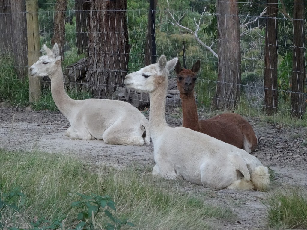 Alpaca Ridge Farmstay B&B | lodging | 16 Cornelius Cres, Healesville VIC 3777, Australia | 0359623935 OR +61 3 5962 3935