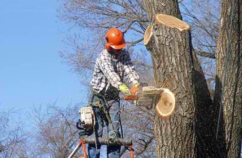 Sunshine Coast Tree Lopping Noosa |  | Unit 4/1 Margit Cres, Sunrise Beach QLD 4567, Australia | 0756463620 OR +61 7 5646 3620