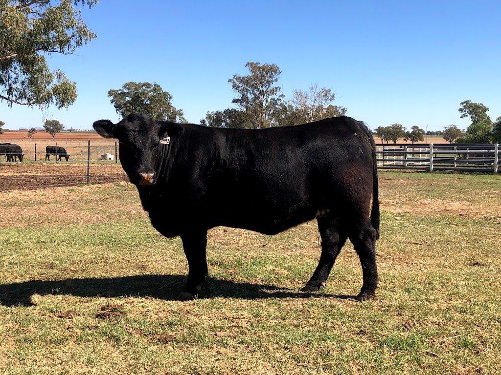 3R Livestock | food | Loomberah Rd, Loomberah NSW 2340, Australia | 0412425949 OR +61 412 425 949