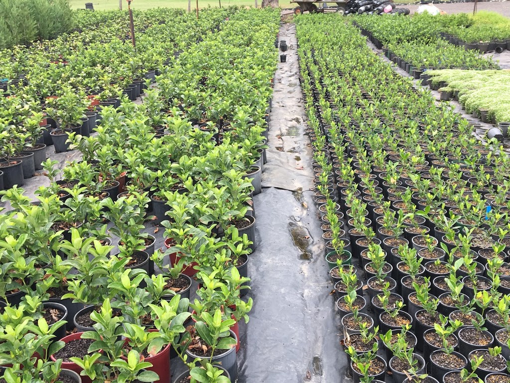 De Vries Wholsale Nurseries |  | 45 Wynyard Ave, Rossmore NSW 2557, Australia | 0296064086 OR +61 2 9606 4086