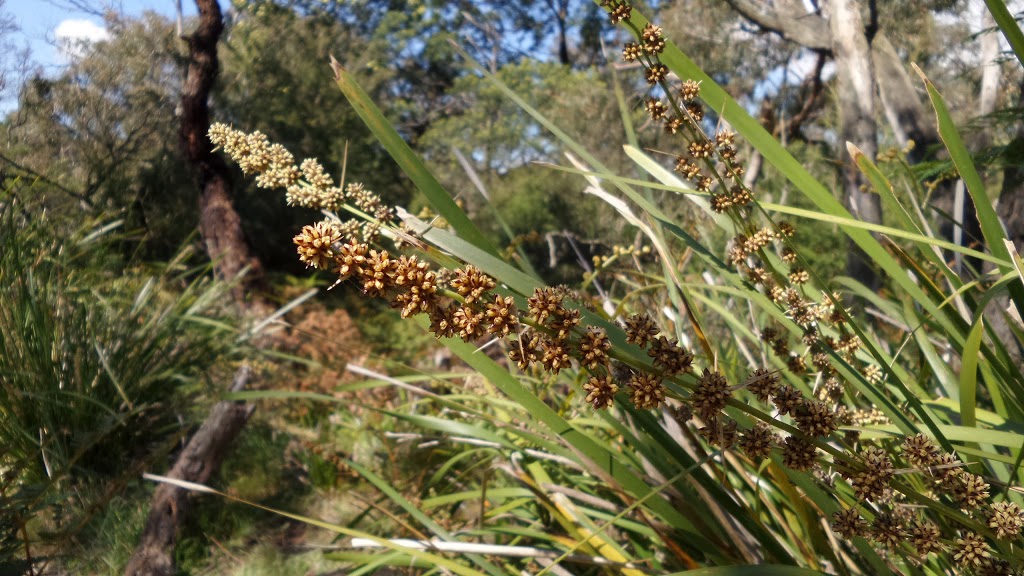 Stringybark Picnic Area | Stringybark Dr, Junction Village VIC 3977, Australia | Phone: (03) 5990 2200