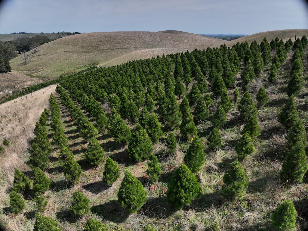 Foster Christmas Tree farm | 125 McKnights Rd, Foster North VIC 3960, Australia | Phone: 0425 857 162