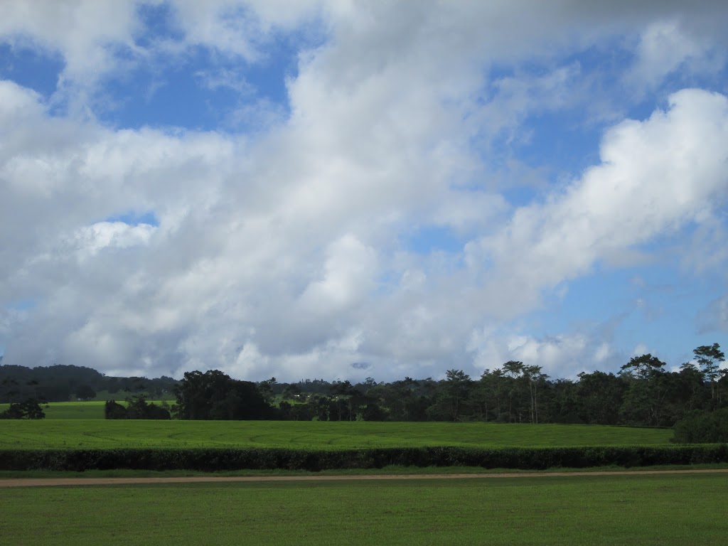 The Canopy Rainforest Treehouses & Wildlife Sanctuary | 247 Hogan Rd, Tarzali QLD 4885, Australia | Phone: (07) 4096 5364