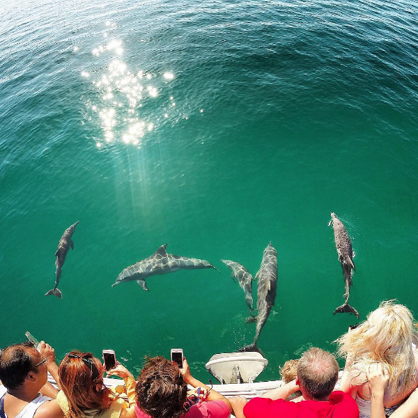 Dolphins in Paradise | 17 Rivergate Pl, Rivergate Marina QLD 4172, Australia | Phone: (07) 5538 2111