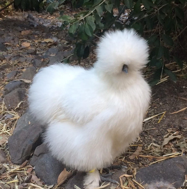 Chatty Chicks - Silkie Breeder | Cedar Vale QLD 4285, Australia