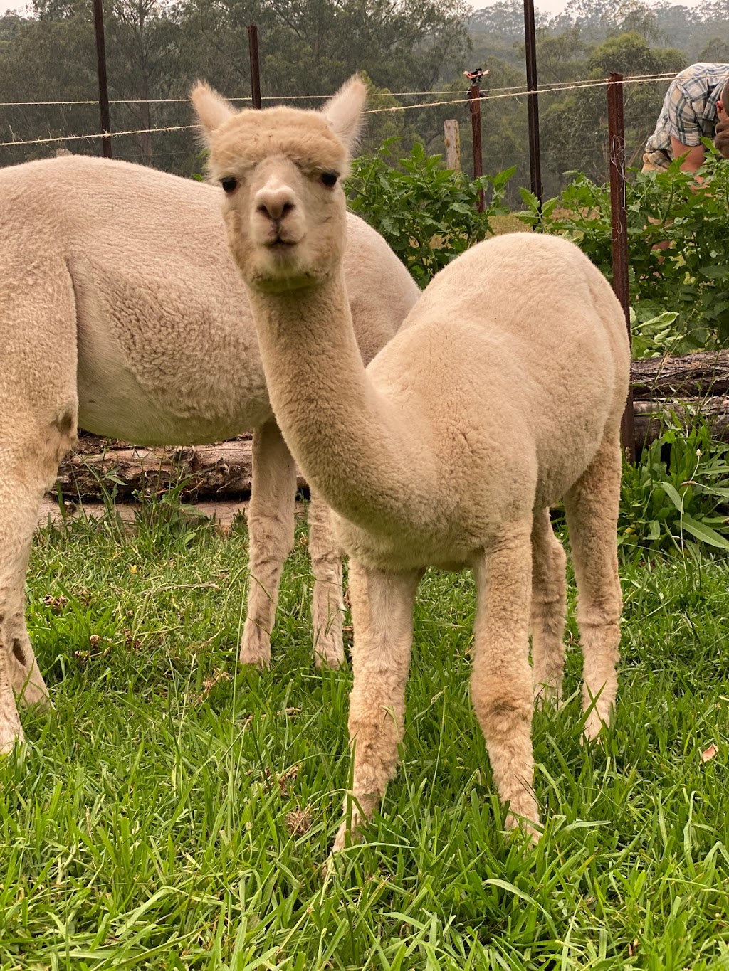 Little Valley Farm - Alpaca Farmstay | Via appointment only, Laguna NSW 2325, Australia | Phone: 0407 224 150
