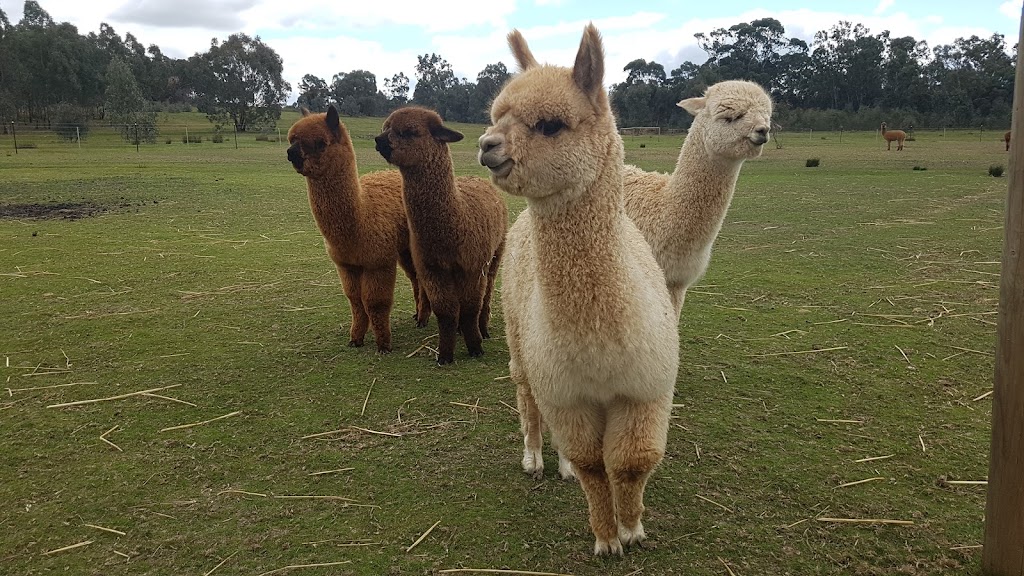 Redbank Alpacas - Blue Gum Rise | 3165 Sunraysia Hwy, Redbank VIC 3477, Australia | Phone: 0407 856 227