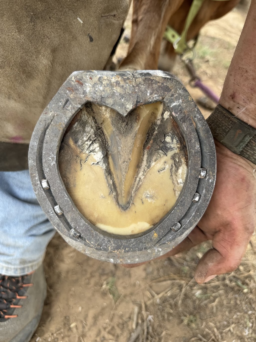 Greenfield forge farrier services | Nandoura St, Gulgong NSW 2852, Australia | Phone: 0405 117 901