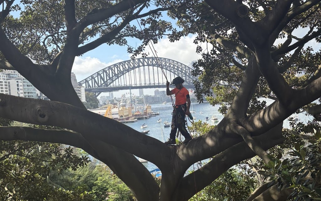 Tall Timbers Tree Solutions | 45 Leumeah Ave, Chain Valley Bay NSW 2259, Australia | Phone: 0424 712 292