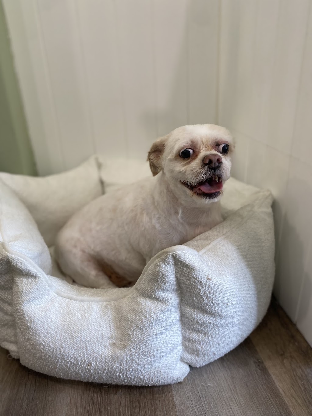 Suds N Pups | 10 Everett Pl, Annangrove NSW 2156, Australia | Phone: 0494 034 828