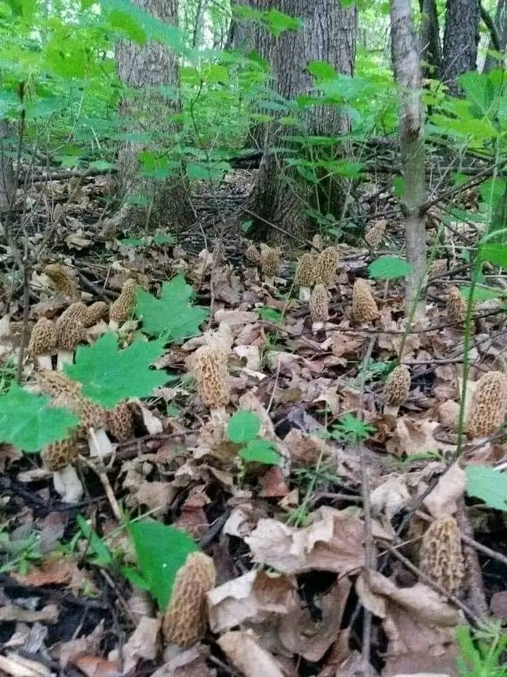 Anthony mushrooms center | Victoria St, Kerang VIC 3579, Australia | Phone: 0430 793 790