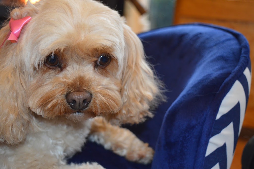 Small Paws Dog Grooming Warrandyte | 19 St Muir Dr, Warrandyte VIC 3113, Australia | Phone: 0490 186 466