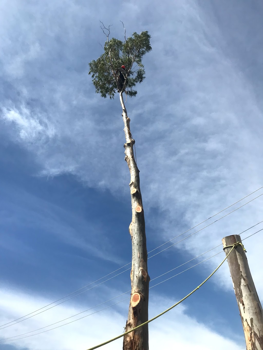 Ryans Tree Service | 16R Boundary Creek Rd, Dubbo NSW 2830, Australia | Phone: 0422 088 315