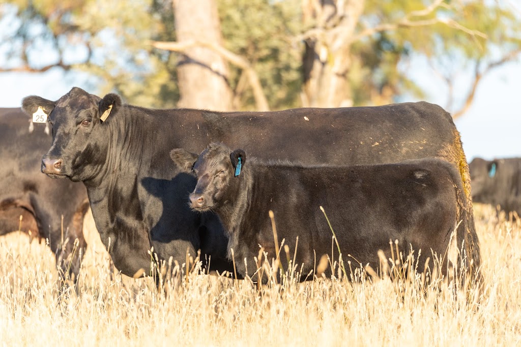 HY Angus | 568 Avonside Rd, Dunedoo NSW 2844, Australia | Phone: 0490 067 968