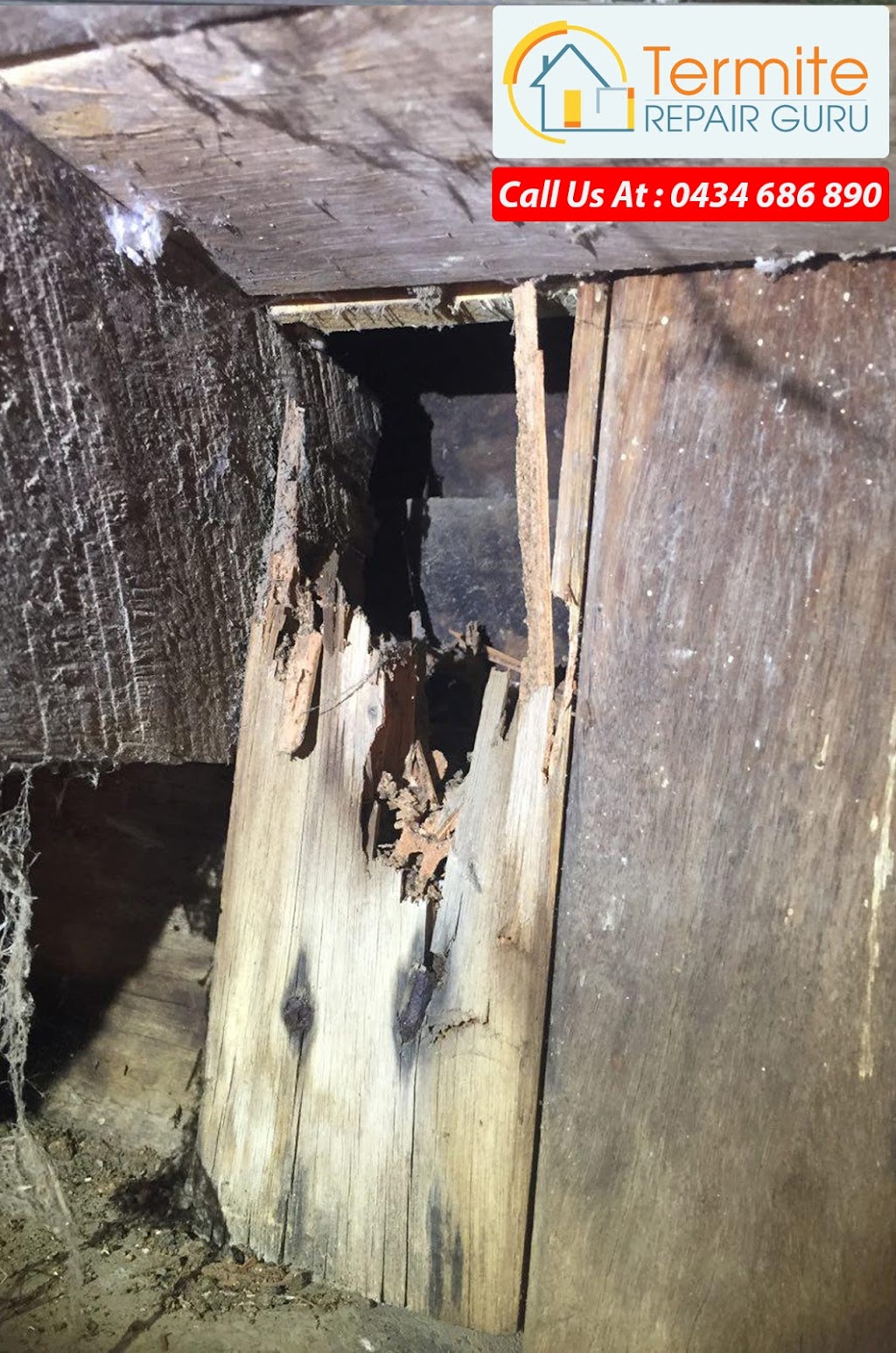 Termite Repair Guru | home goods store | 7 Woodland Dr, Reedy Creek QLD 4227, Australia | 0408982347 OR +61 408 982 347
