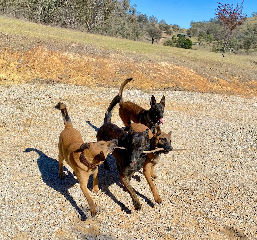 Malinois Ridge | 63 Anderson Rd, Grattai NSW 2850, Australia | Phone: 0466 601 555