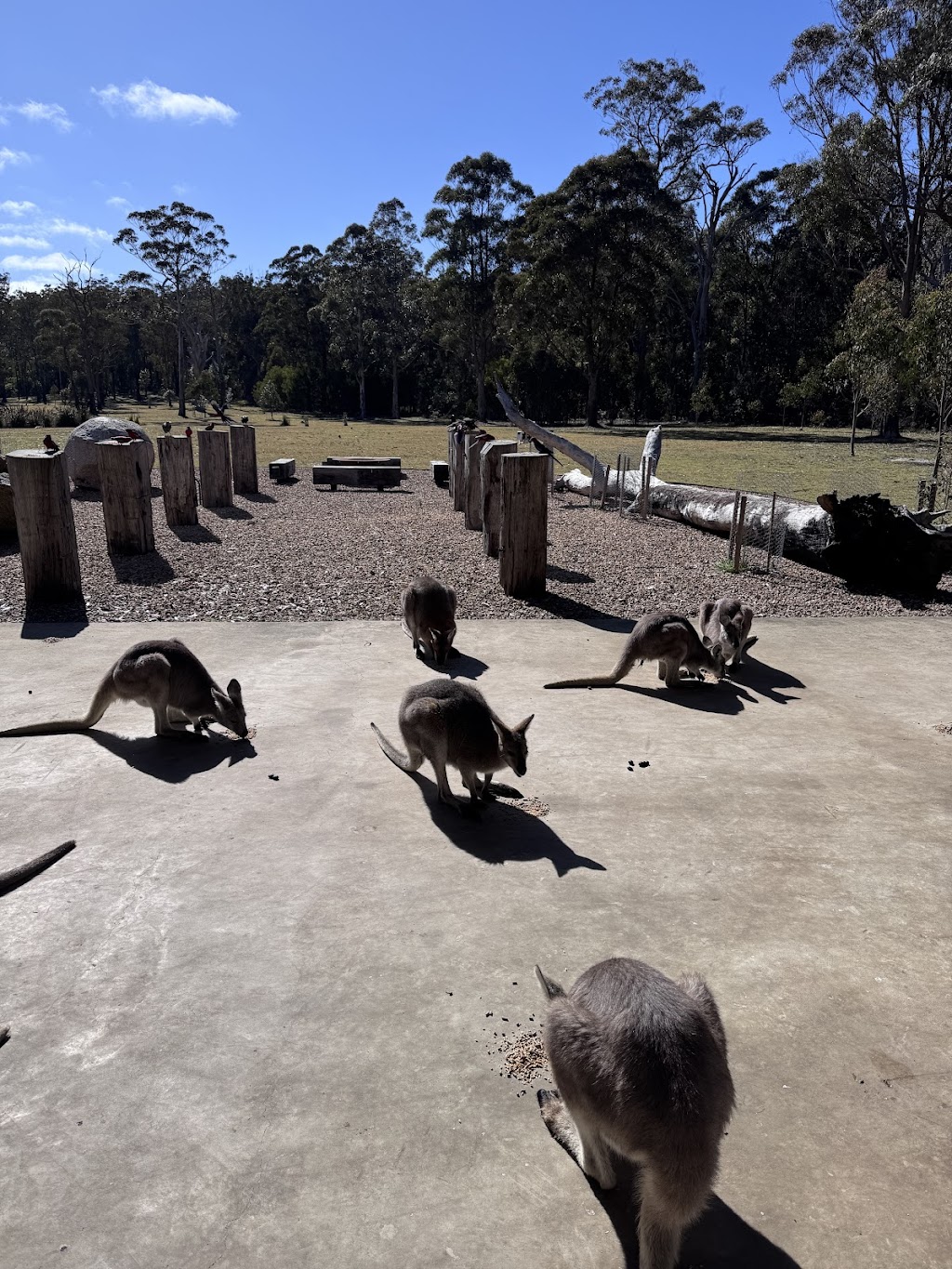 Quoll Headquarters | 662 Talmoi Rd, Boonoo Boonoo NSW 2372, Australia | Phone: 0407 290 971