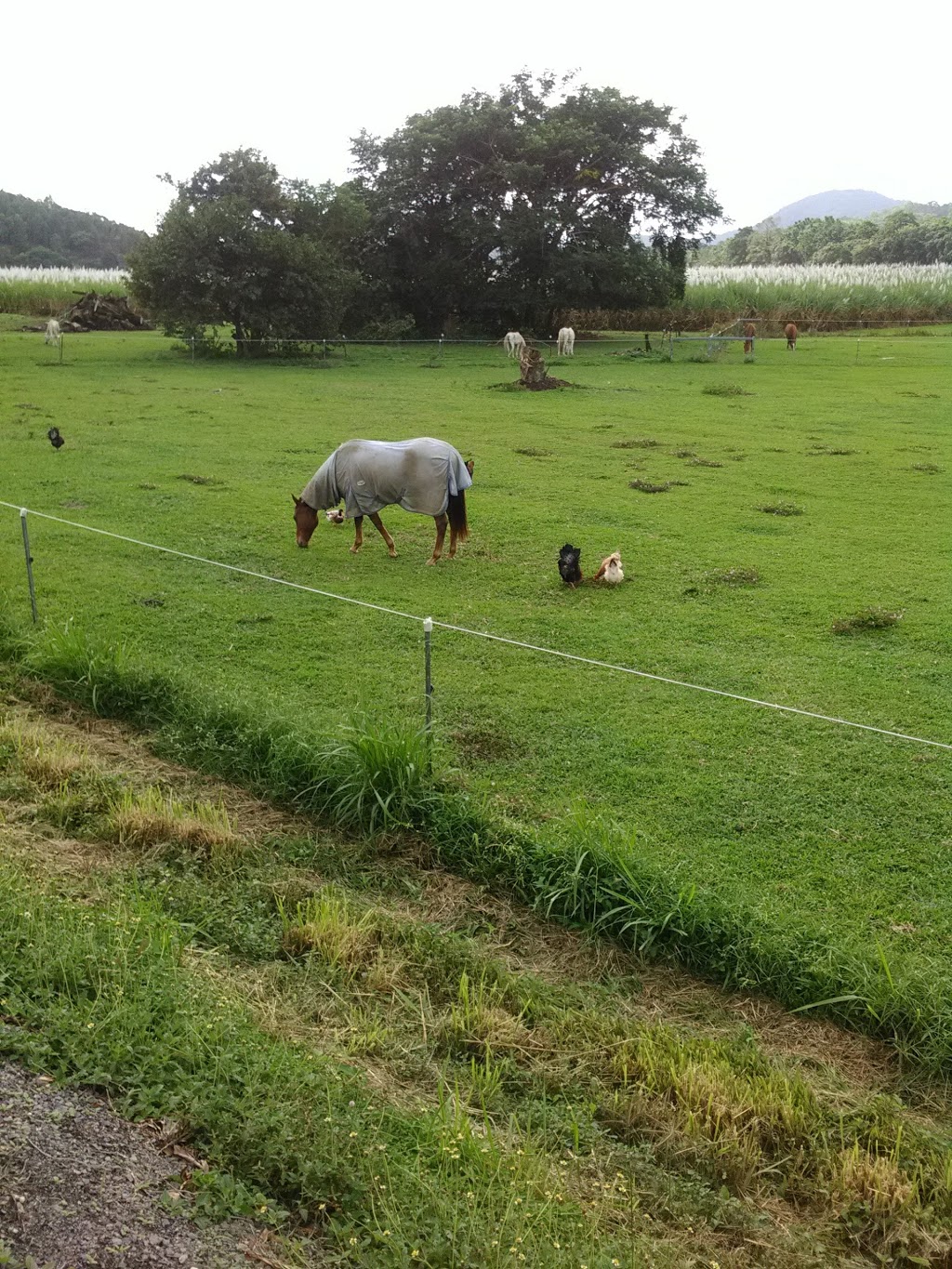 Redlynch Equestrian Park | park | Redlynch Intake Rd, Redlynch QLD 4870, Australia | 0740443044 OR +61 7 4044 3044