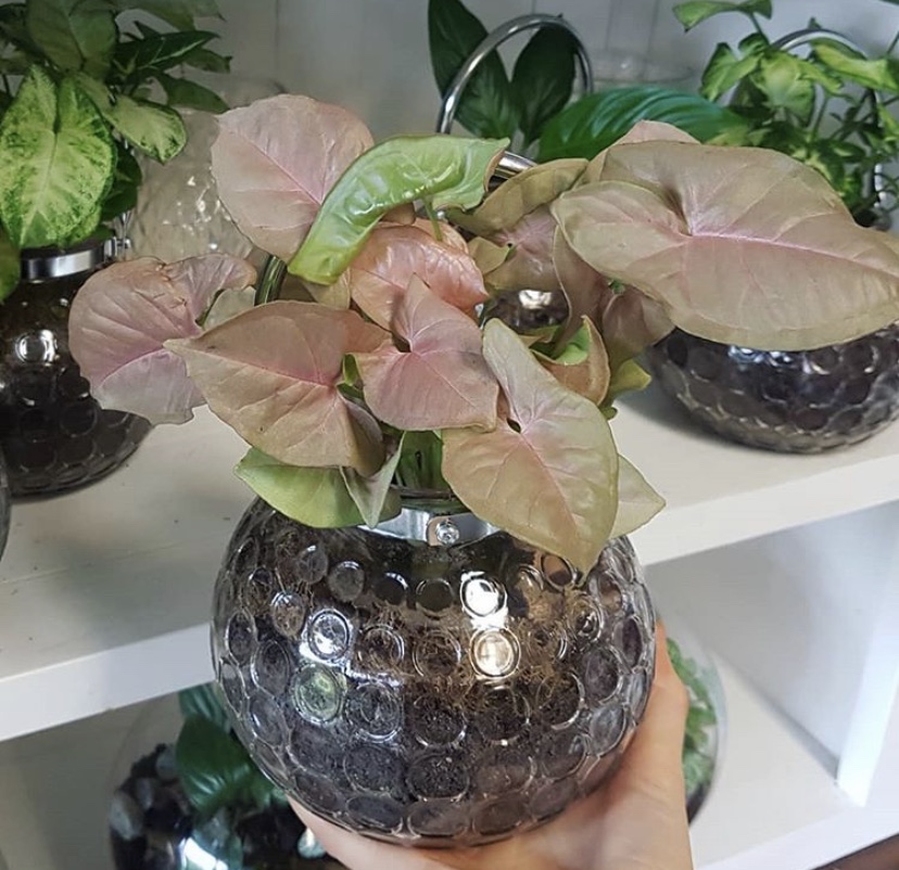 Little Plants | home goods store | 1/280 Olsen Ave, Parkwood QLD 4214, Australia | 0755947774 OR +61 7 5594 7774