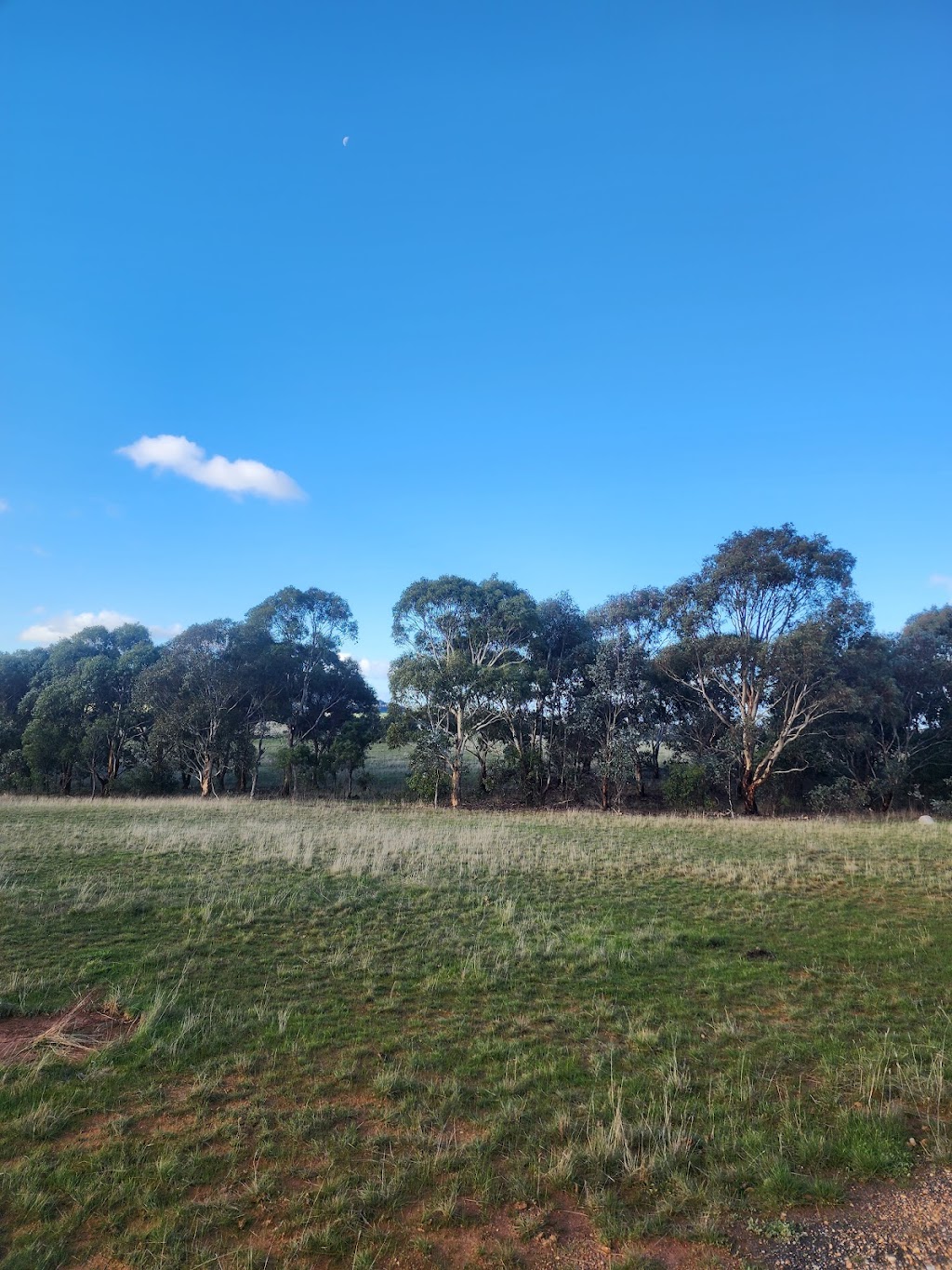 Clan of 6 Roses | Lot 2 Sugarloaf Rd, Rhymney VIC 3377, Australia | Phone: 0451 553 122