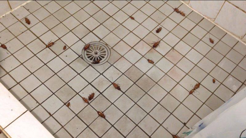 Pest Control Auburn and Termite Inspections Auburn | 23 New St, Auburn NSW 2144, Australia | Phone: 1300 082 552