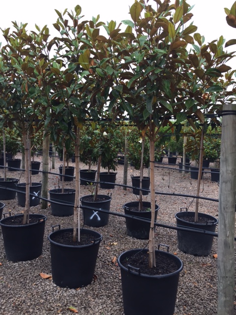 Peninsula Advanced Trees | 270 Bungower Rd, Mornington VIC 3931, Australia | Phone: 0409 988 994