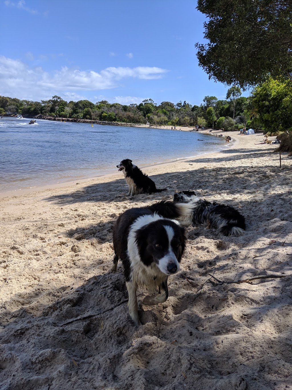 Dog Beach | park | Noosa Botanic Gardens, Claude Batten Dr, Noosa Heads QLD 4567, Australia | 0753296500 OR +61 7 5329 6500