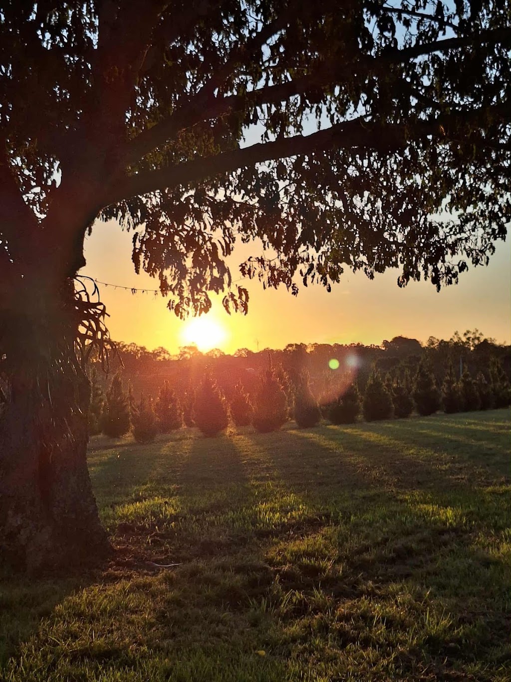 Brisbane Valley Christmas Tree Farm | Hamiltons Ln, Mount Beppo QLD 4313, Australia | Phone: 0409 671 136