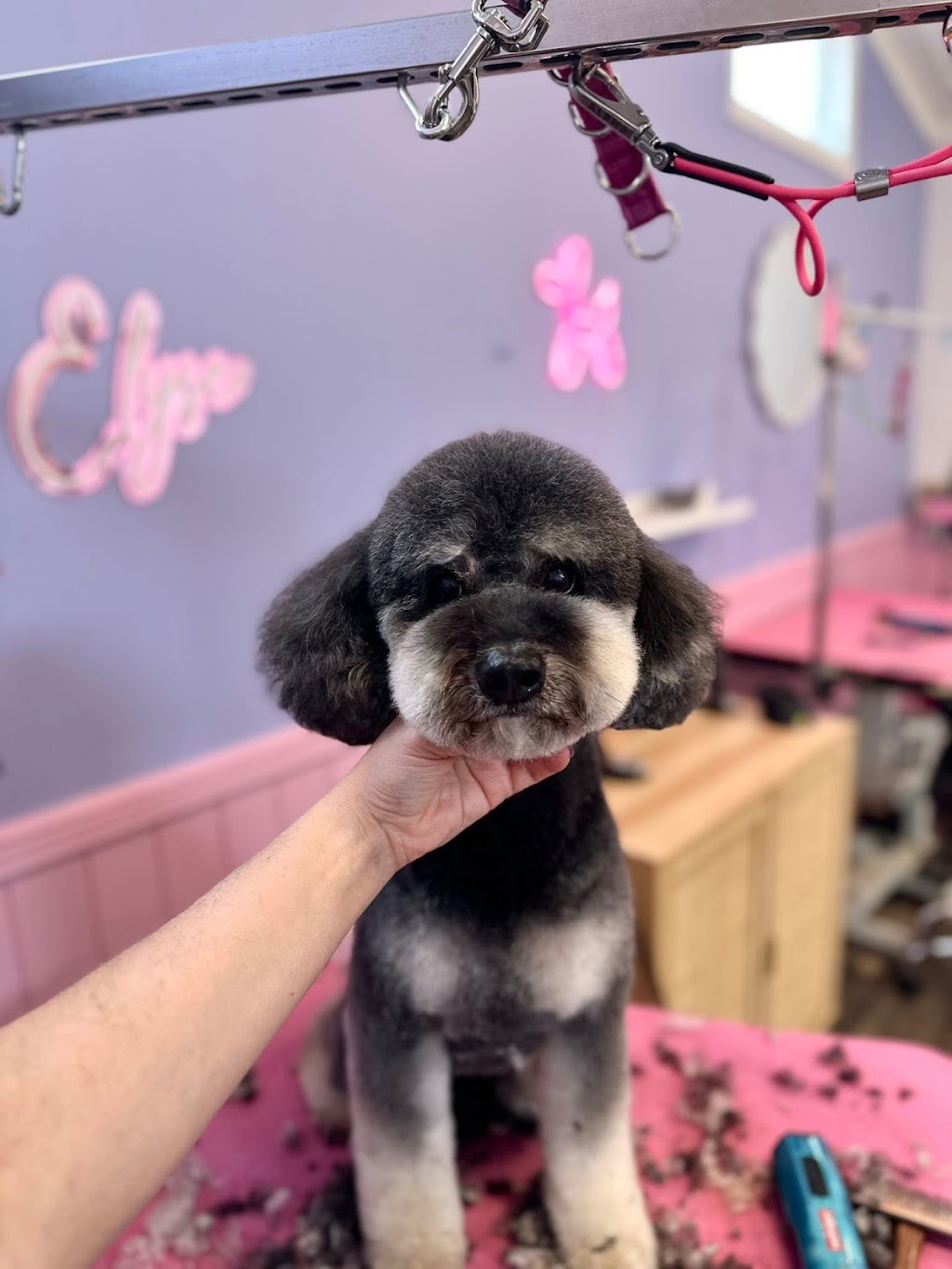 Grooming with Elyse | 235 Cabbage Tree Rd, Williamtown NSW 2318, Australia | Phone: 0493 139 786