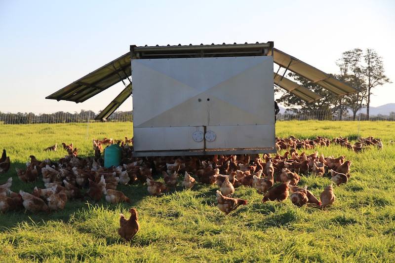 Chicken Caravan | general contractor | 16 Lindfield Park Rd, Port Macquarie NSW 2444, Australia | 1300655735 OR +61 1300 655 735