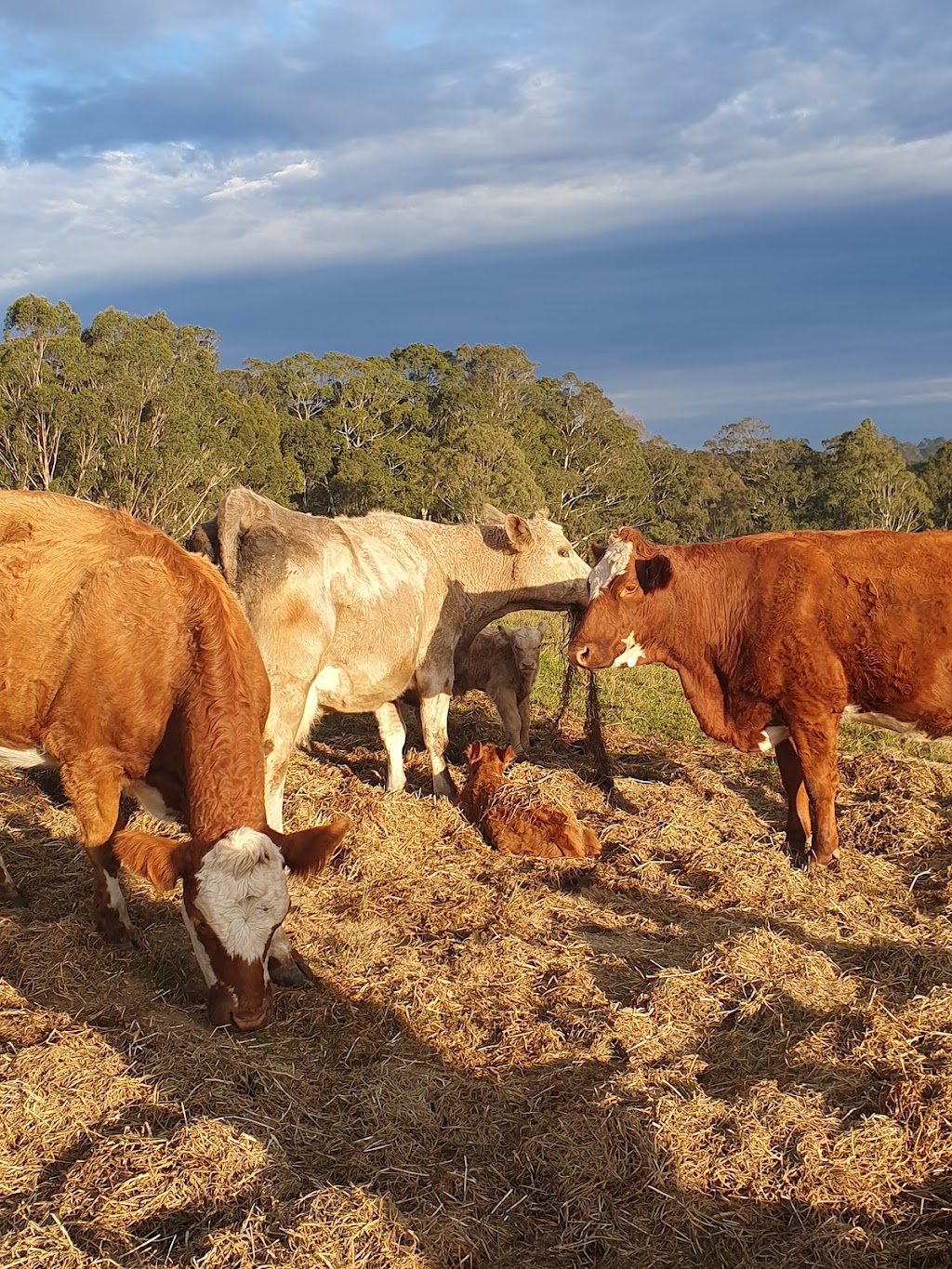Currambene Park Farm | 152 Parma Rd, Parma NSW 2540, Australia | Phone: 0405 144 687