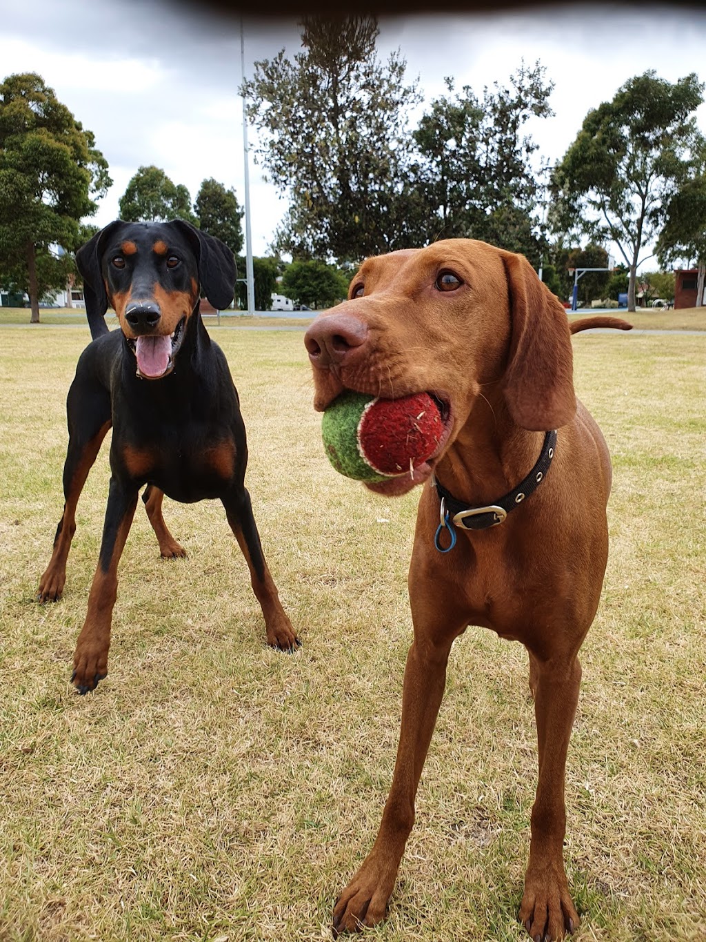 Top Dog Walking | Withers St, Albert Park VIC 3206, Australia | Phone: 0430 961 081