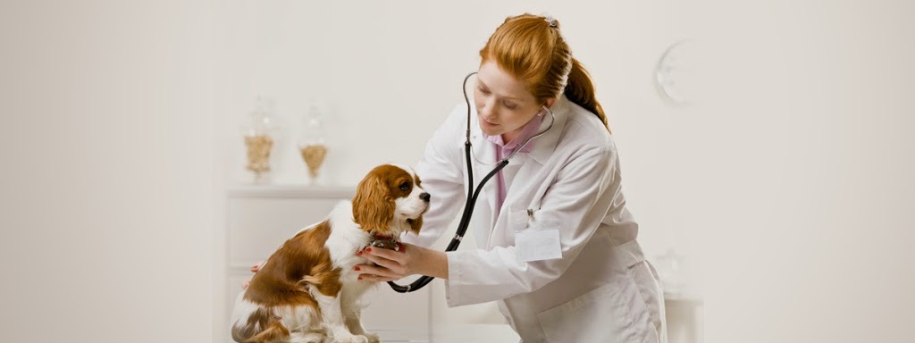 Channel Highway Animal Hospital | veterinary care | 170 Channel Hwy, Kingston TAS 7050, Australia | 0362297939 OR +61 3 6229 7939