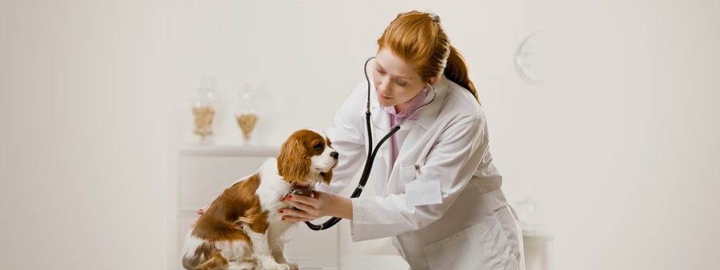 Channel Highway Animal Hospital | 170 Channel Hwy, Kingston TAS 7050, Australia | Phone: (03) 6229 7939