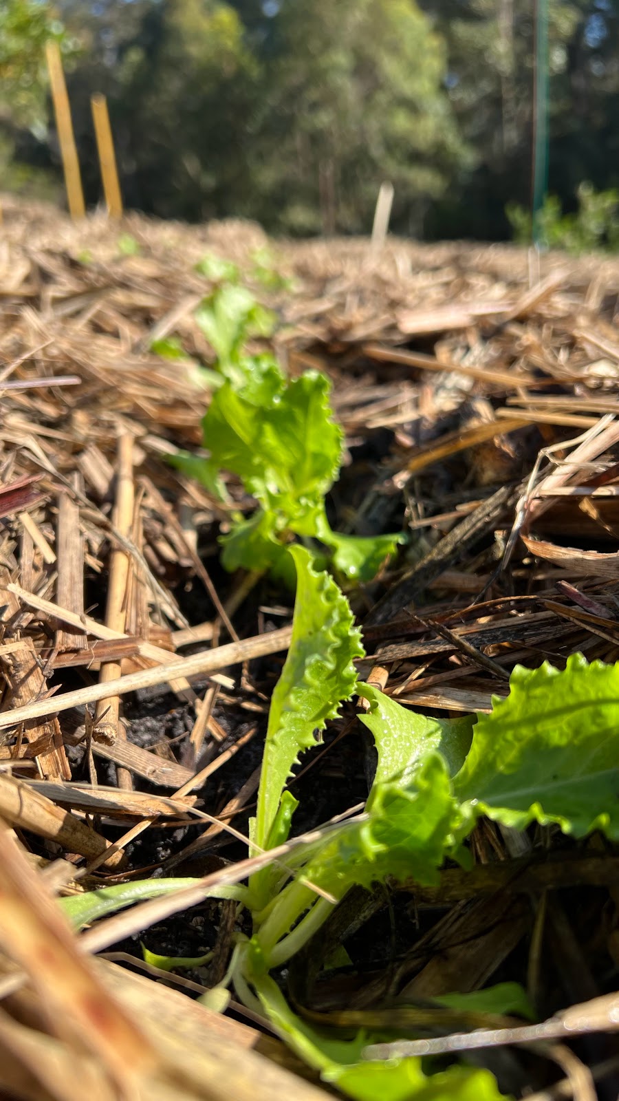 aBitGreenerFarms | 34 Palm Creek Rd, Ilkley QLD 4554, Australia | Phone: 0448 117 316