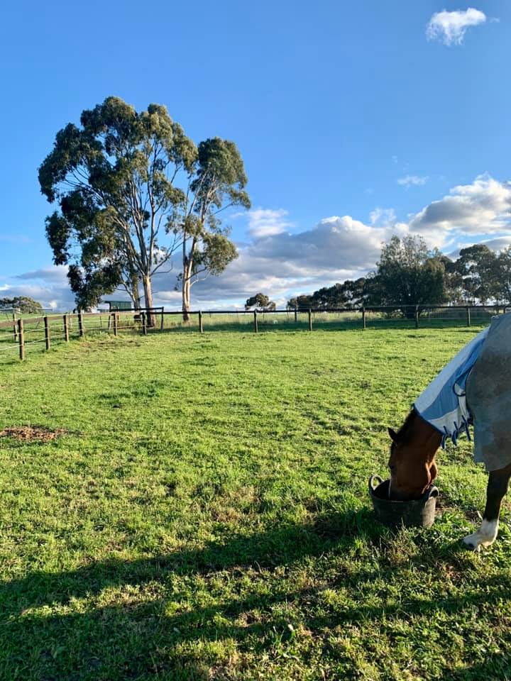 Yoicks Equine Rehabilitation and Eventing | 53 Boundary Rd, Coldstream VIC 3770, Australia | Phone: 0400 556 041