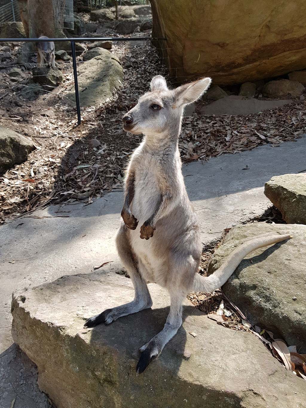 Shoalhaven Zoo And Adventure World | 23 Rock Hill Rd, North Nowra NSW 2541, Australia | Phone: (02) 4421 3949