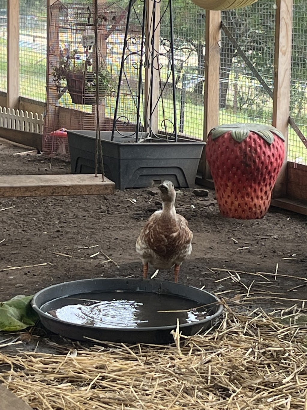 Calm The Farm Albion Park | 83 East West Link, Croom NSW 2527, Australia | Phone: 0402 241 933