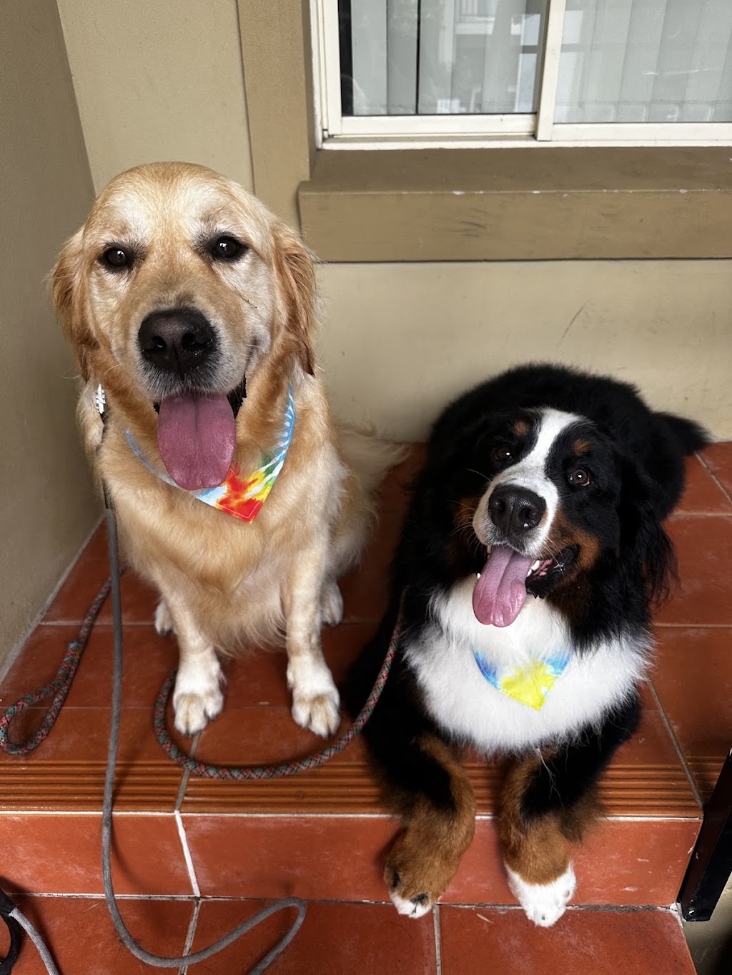 Scrub A Dub Dogs | 7 Meehan Pl, Moss Vale NSW 2577, Australia | Phone: 0435 485 238