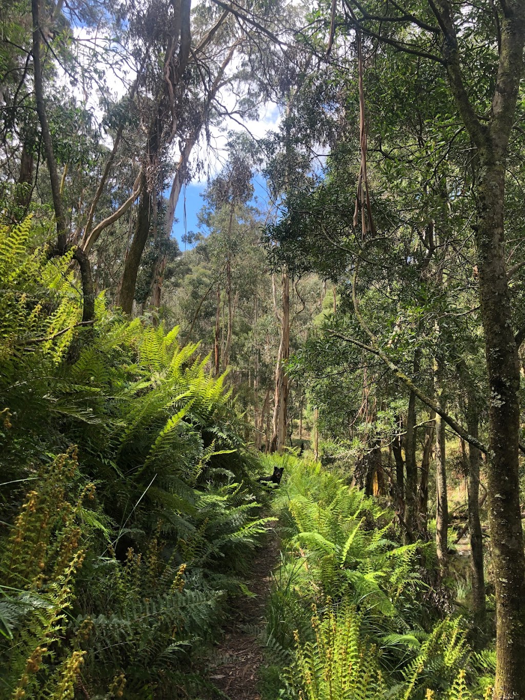 Trail Hiking Australia | 8 Fairway Cres, Darley VIC 3340, Australia | Phone: 0408 006 430