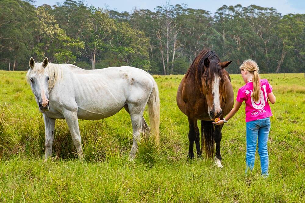 dusty bush tours