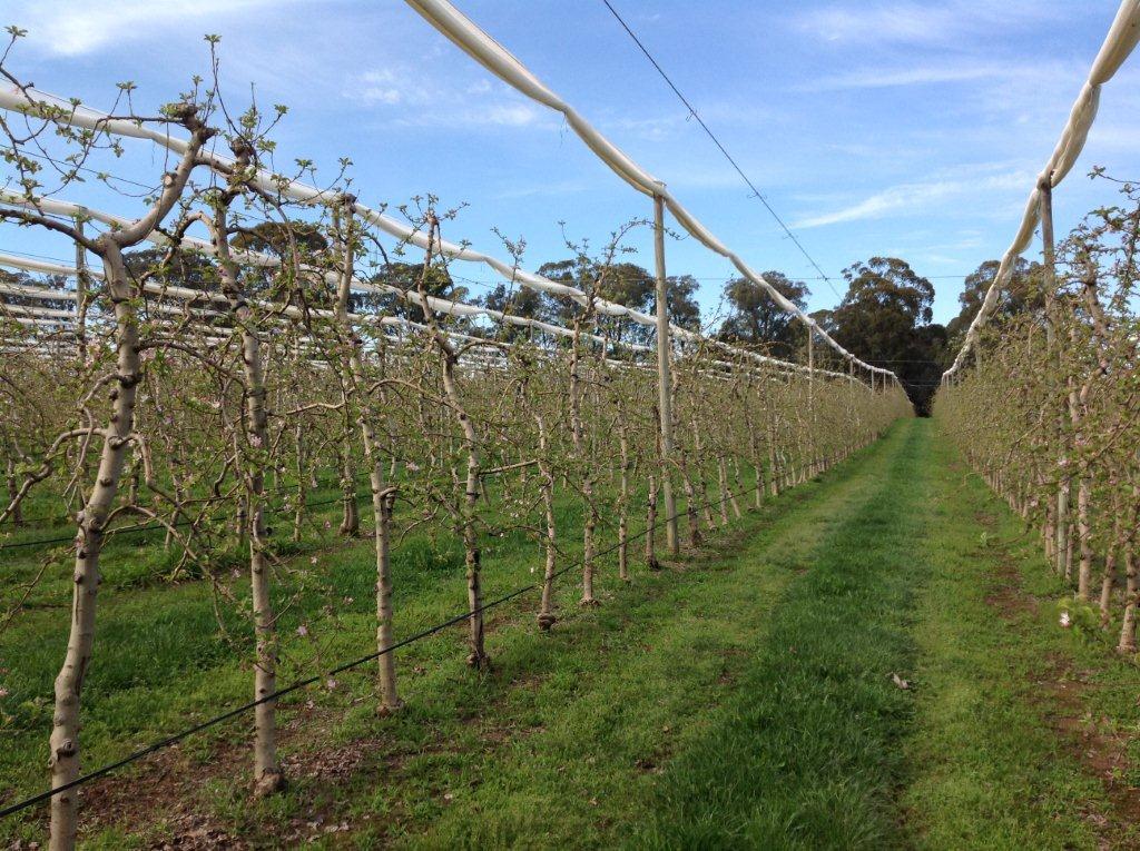 Batlow Apples |  | 98 Mill Rd, Batlow NSW 2730, Australia | 0269414200 OR +61 2 6941 4200