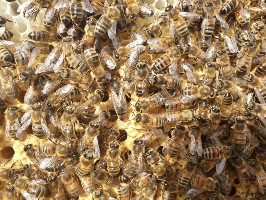 Tower Hill Beekeeping | store | Queen St, Koroit VIC 3282, Australia | 0439616919 OR +61 439 616 919