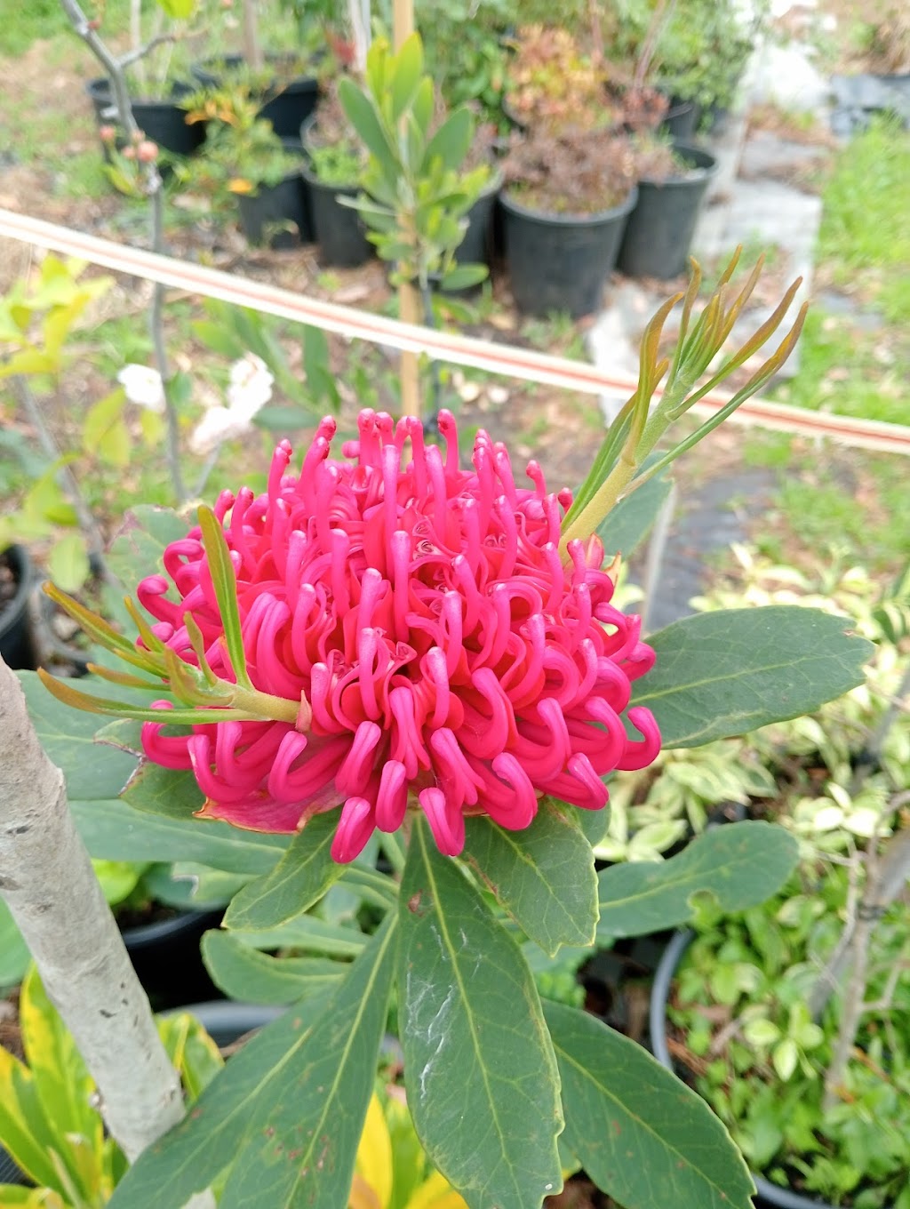 Botanical Boy Gardening Service | 15 Brighton St, Tuross Head NSW 2537, Australia | Phone: 0415 734 630