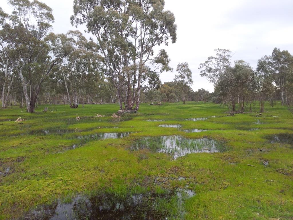 Eaglehawk Waterhole | park | Frances Rd, Bangham SA 5268, Australia