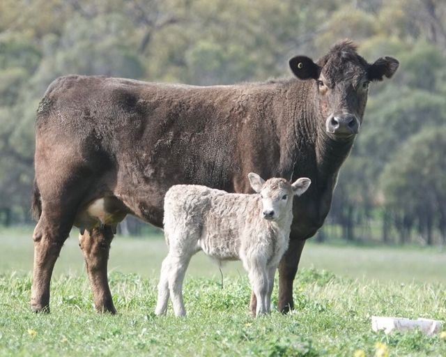 Ironbark Farm | lodging | Quellington Rd, Meckering WA 6405, Australia | 0427170629 OR +61 427 170 629