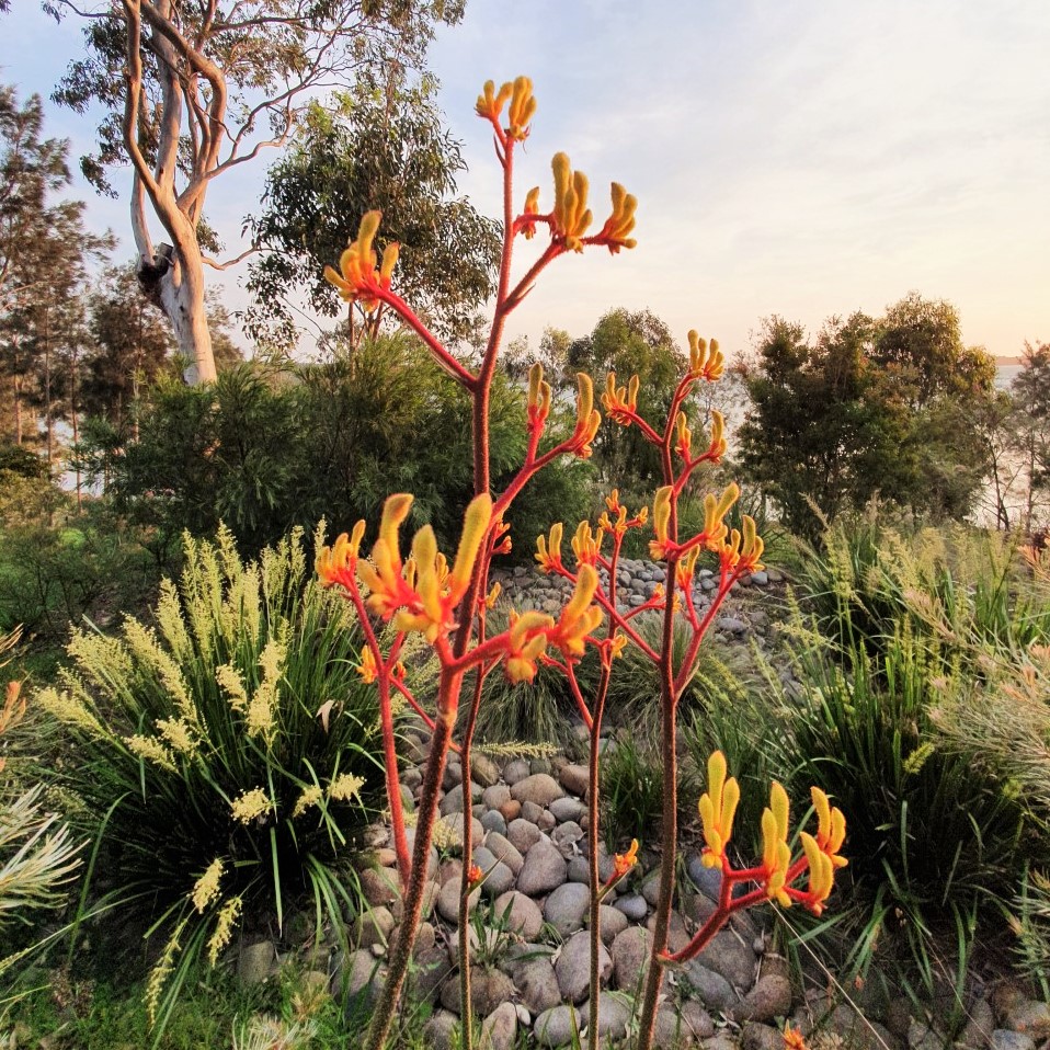 Aspect Landscape Design | 27 Lake Point Way, Murrays Beach NSW 2281, Australia | Phone: 0401 314 158