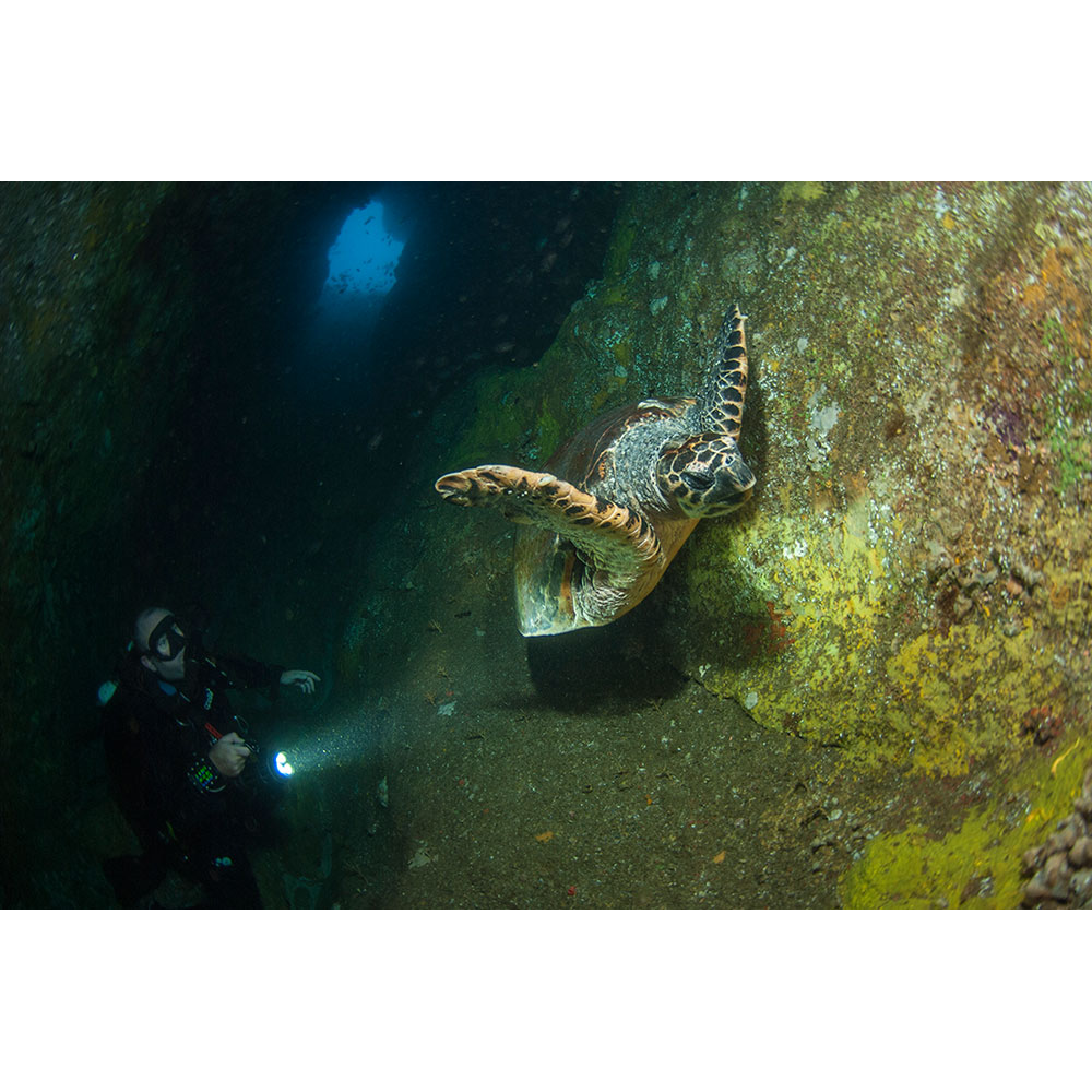 South Coast Underwater Diving Academy SCUDA | travel agency | 150 Princes Hwy, Ulladulla NSW 2539, Australia | 0413327163 OR +61 413 327 163