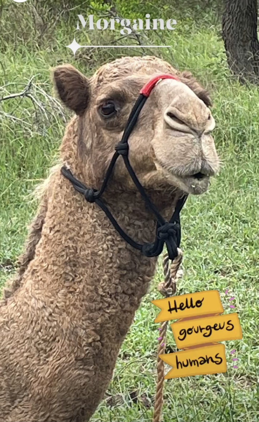 Noosa Camel Rides |  | 240a Wilderness Track, Noosa North Shore QLD 4570, Australia | 0407631682 OR +61 407 631 682