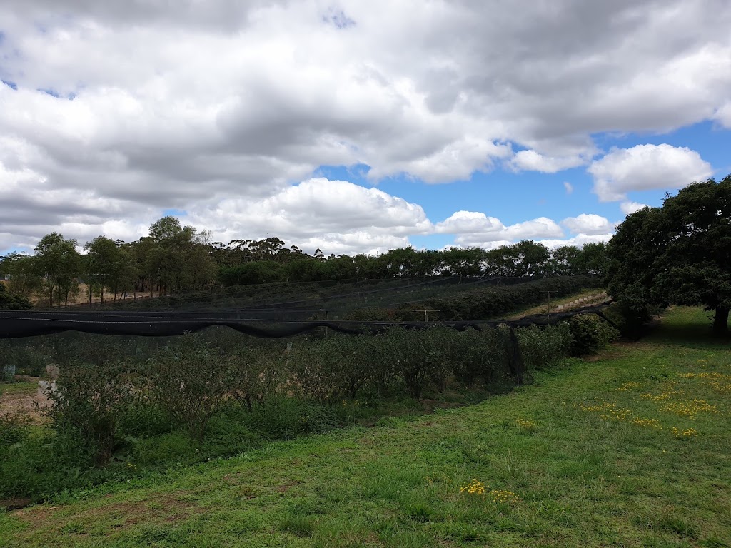 Buninyong Blueberry Farm | 7189 Midland Hwy, Buninyong VIC 3357, Australia | Phone: 0409 316 724